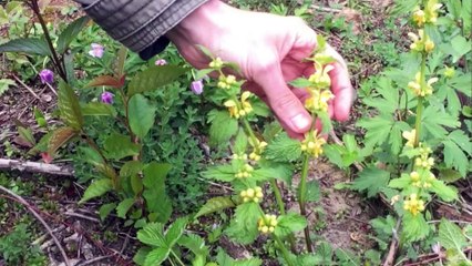 Biodiversité : Pourquoi faut-il protéger la biodiversité ? - Inspire