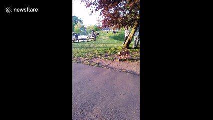 Dog skateboards around London park