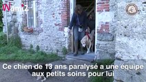 A 13 ans, ce chien est paralysé mais les soigneurs de ce refuge sont aux petits soins pour lui