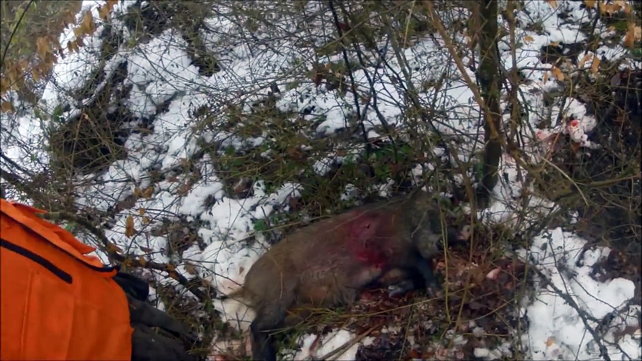 Une Saison Intense de Battue aux Sangliers