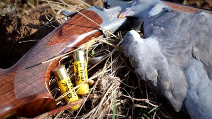 Chasse du pigeon aux formes - Multi-caméras