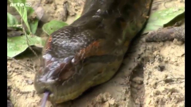 World's biggest snake found in Amazon river Biggest python snake - Giant anaconda Largest snake