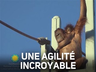 Un orang-outan filmé en plein action avec son petit !