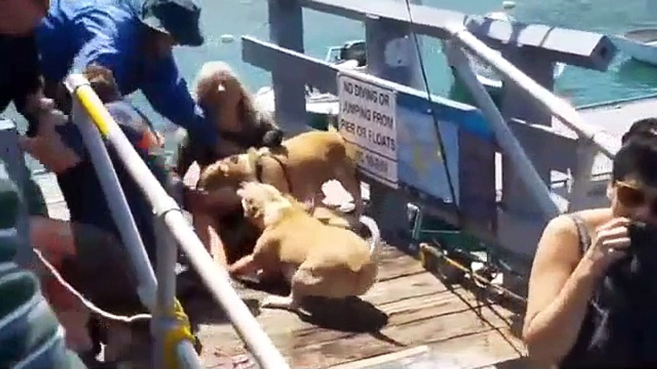 Ce gars se fait attaquer par 2 pitbulls en voulant sauver son chien