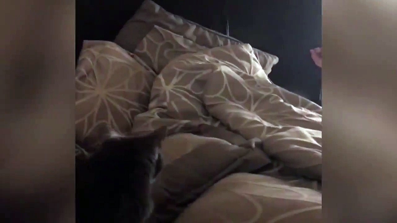 Ce matin il a la tête dans le cul le cul du chat
