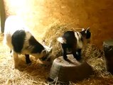 Cute Baby Goats - A Cute And Funny Baby Goats