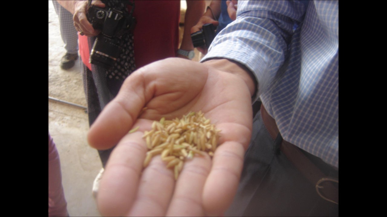 CAMBODGE4 LE RIZ
