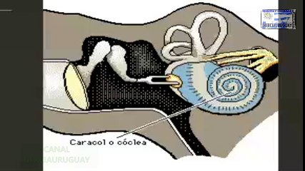 OIDO Y AUDICION FUNCIONAMIENTO REPRESENTACION ANIMADA