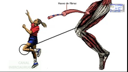 COMO FUNCIONAN LOS MUSCULOS Y DE QUE SE COMPONEN EN EL SER HUMANO ANIMACION