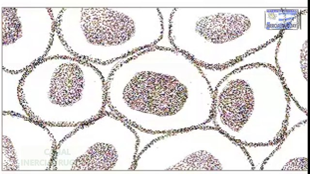 MITOSIS O CARIOCINESIS DIVISION CELULAR REPRESENTACION ANIMADA BIEN EXPLICADA ANIMACION