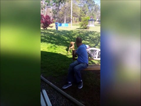 Ce chien ne se souvient pas facilement de son maître !! Trop mignon