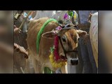 Cow wedding in Gujarat cost Rs. 18 lakh