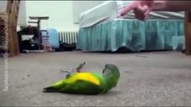 Ölü Taklidi Yapan papagan çok şasıracaksınız -komik sevimli