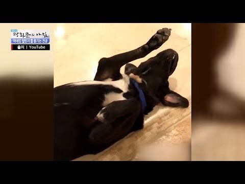 재능있네~ 마네킹 개 등장! [광화문의 아침] 371회 20161202