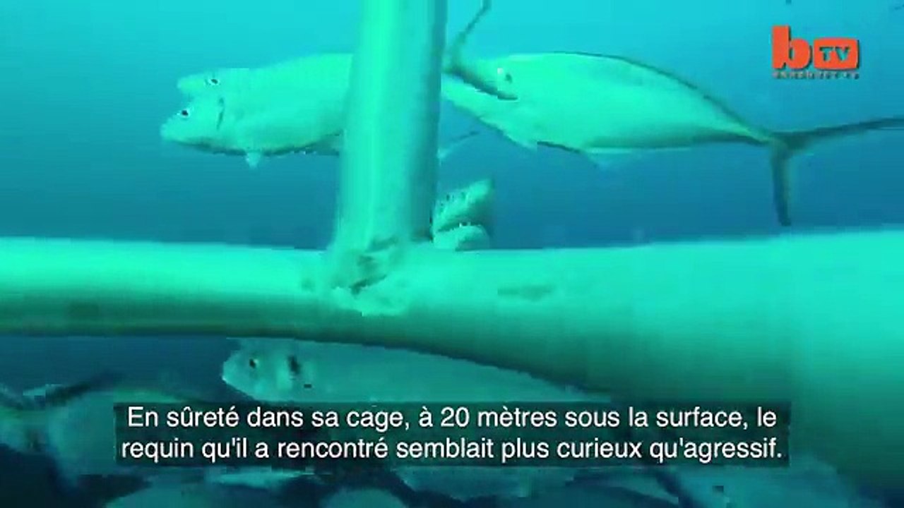 L'attaque "surréaliste" d'un grand requin blanc filmée en Australie
