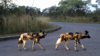 Wild Dogs on the Hunt - 28 April 2012 - Kruger Sightings - Latest Sightings Pty Ltd