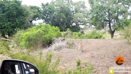 This Year's Top 10 Wildlife Sightings - Compilation - Latest Sightings Pty Ltd
