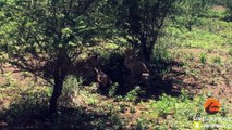 Baby Impala Tries Using Car To Hide From Cheetahs - Latest Sightings Pty Ltd