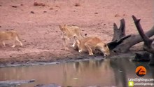 Lions Hunt & Attack Impalas at Waterhole - Latest Sightings Pty Ltd