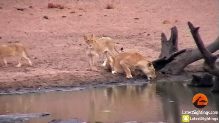 Lions Hunt & Attack Impalas at Waterhole - Latest Sightings Pty Ltd