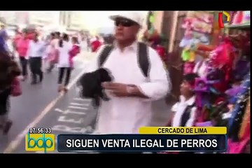 MML: ponen en adopción cachorros rescatados en operativo contra venta ilegal de animales