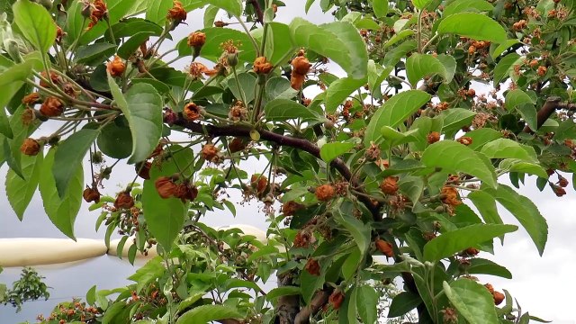 Hautes-Alpes : A Melve, on a tout essayé pour sauver les vergers, en vain