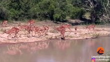 Baby Crocodile vs Baby Impala - Latest Sightings Pty Ltd