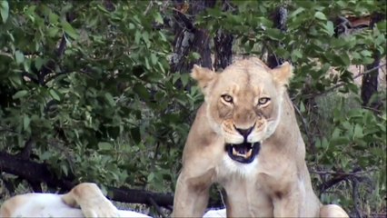 Lion SNEEZES Its Opportunity To Kill - Latest Sightings Pty Ltd