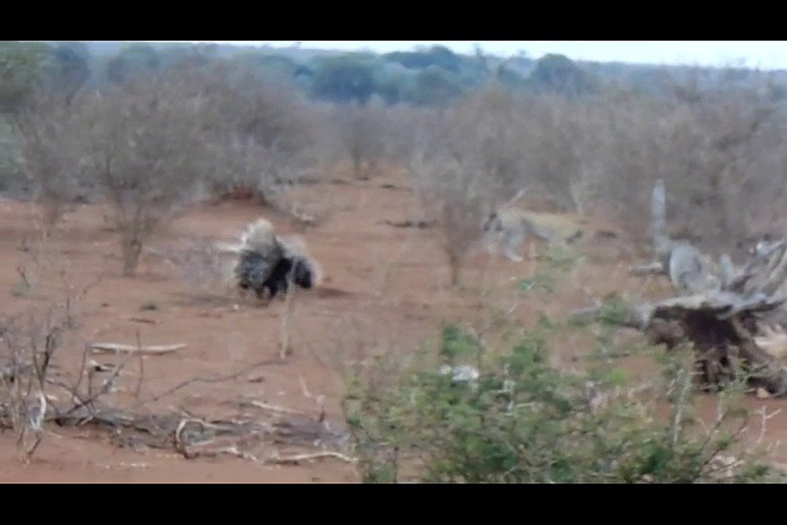 Leopard Learns Lesson From 2 Porcupines - Latest Sightings Pty Ltd
