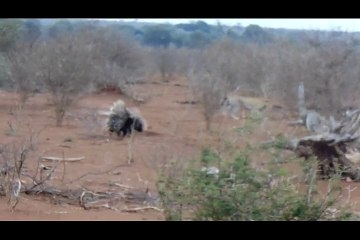 Leopard Learns Lesson From 2 Porcupines - Latest Sightings Pty Ltd