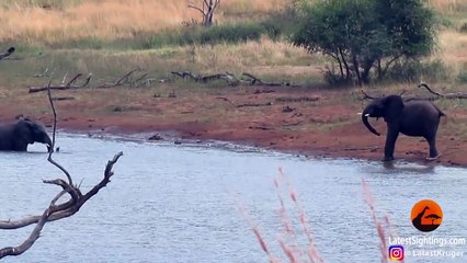 Jackal Kills Stork in an Epic Battle - Latest Sightings Pty Ltd