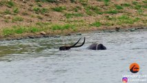 Waterbuck Escapes the Jaws of a Crocodile - Latest Sightings Pty Ltd
