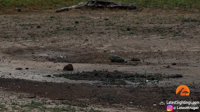 Frog Stalks and Hunts Butterflies - Latest Sightings Pty Ltd