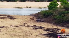 Baby Hippo Protects Mother From Lion - Latest Sightings Pty Ltd