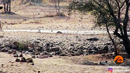 Worst Lion Hunt Fail Ever! - Latest Sightings Pty Ltd