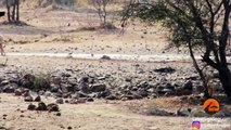 Worst Lion Hunt Fail Ever! - Latest Sightings Pty Ltd