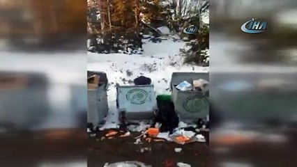 Uludağ'da aç kalan ayı çöpte yiyecek aradı