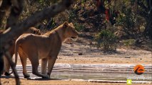 Lions Stalk a Leopard Busy Killing an Impala - Latest Sightings Pty Ltd