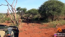 Wild Dogs Eat Impala Alive - Latest Sightings Pty Ltd