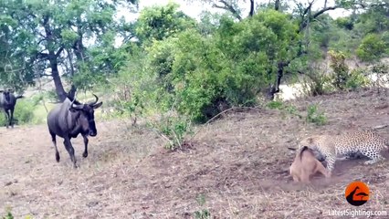 Latest Sightings - Watch the Latest, Exclusive and Most Incredible Wildlife Footage - Latest Sightings Pty Ltd