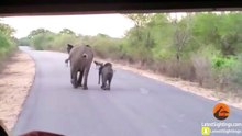 Elephant Mom & Calf Protect Themselves from Wild Dogs - Latest Sightings Pty Ltd