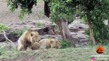 Lions Chase Buffaloes Into Tourist's Car - Latest Sightings Pty Ltd
