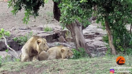 Lions Chase Buffaloes Into Tourist's Car - Latest Sightings Pty Ltd