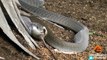 Black Mamba Snake Kills & Swallows Mouse - Latest Sightings Pty Ltd