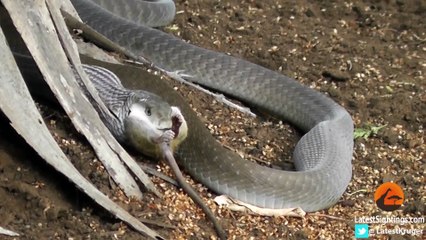 Black Mamba Snake Kills & Swallows Mouse - Latest Sightings Pty Ltd