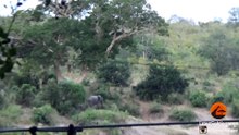 Baby Elephant Falls and Rolls Down a Hill - Latest Sightings Pty Ltd