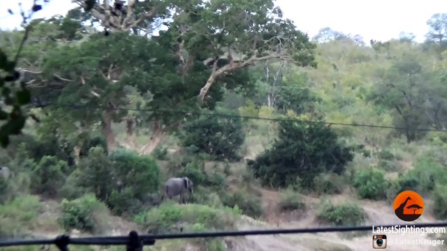 Baby Elephant Falls and Rolls Down a Hill - Latest Sightings Pty Ltd