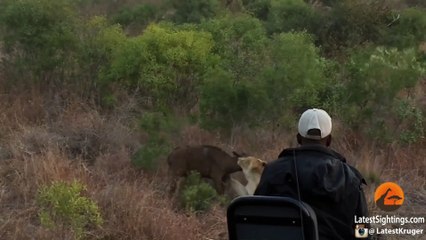 Battle Between Lions & a Buffalo With Calf - Latest Sightings Pty Ltd