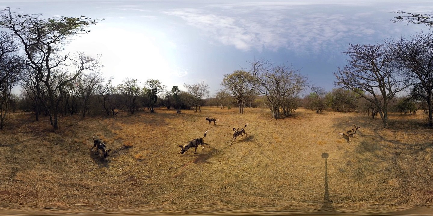 What It's Like Being Surrounded by Wild Dogs -- 360° Virtual Reality - Latest Sightings Pty Ltd