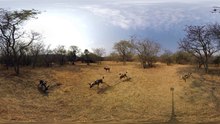 What It's Like Being Surrounded by Wild Dogs -- 360° Virtual Reality - Latest Sightings Pty Ltd